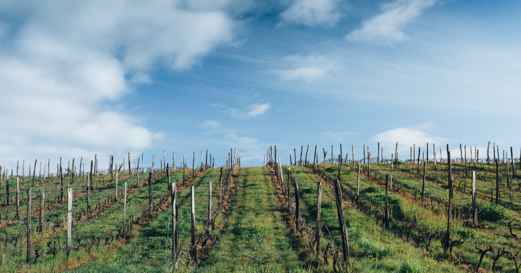Domaine Mirabel Charmis - Lieu dit "la bosse"